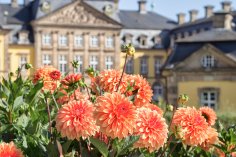 Aroldessa Gelb-orange Dahlien vor dem Residenzschloss.