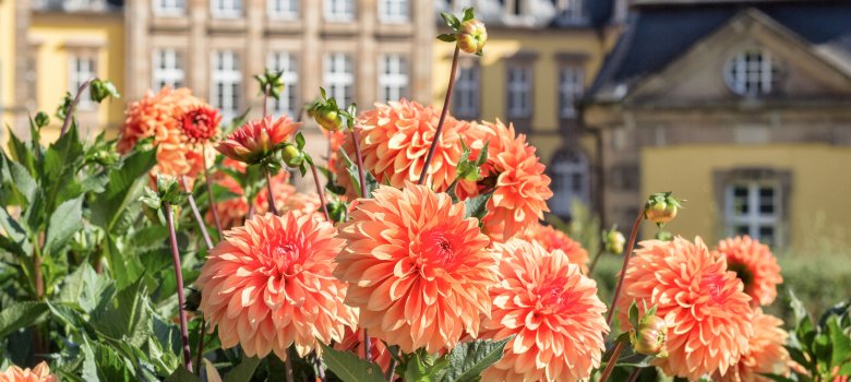Gelb-orange Dahlien vor dem Residenzschloss. 