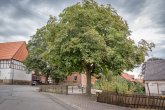 Schmillinghausen Großer Baum im Dorfzentrum Schmillinghausen