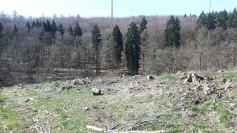 Jubiläumswald: Spenden für den Bad Arolser Stadtwald