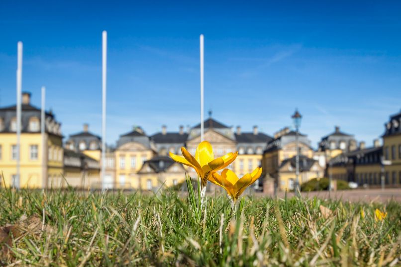 Krokus vor dem Residenzschloss Arolsen