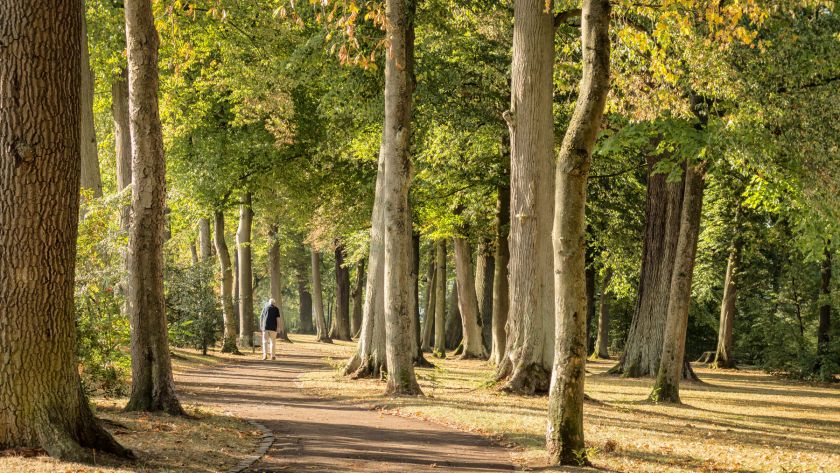 Kostenlose Wald-Führung