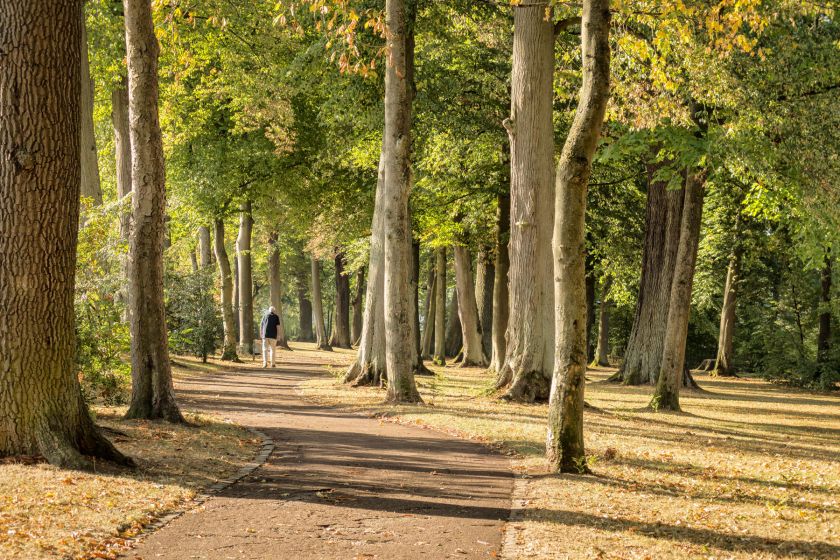 Kostenlose Wald-Führung 