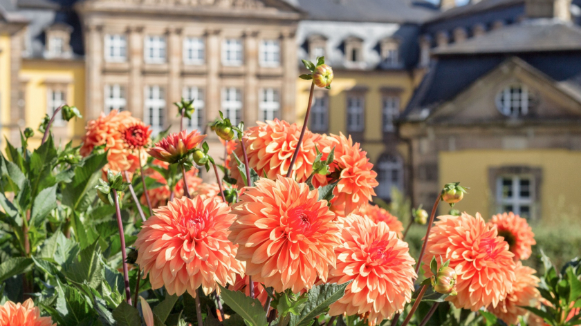 Die Aroldessa vor dem Residenzschloss. Eine eigens für Bad Arolsen gezüchtete Dahlie - als Geschenk unserer Partnerstadt Bad Köstritz.